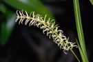 Dendrochilum cobbianum